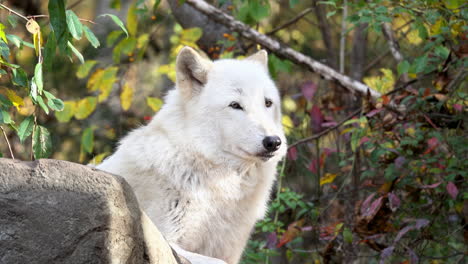 Close-up-of-Southern-Rocky-Mountain-Gray-Wolf-resting-on-top-of-boulder,-sniffing-the-air,-watching-and-listening-in-a-relaxed-manner