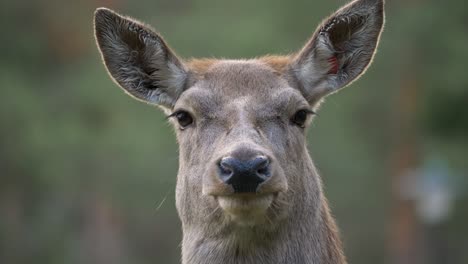 Head-on-Portrait-of-Majestic-Fallow-Deer-with-a-serene-look---Close-up