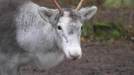 Close-up-shot-of-white-small-young-female-Reindeer,-with-a-saddened-look-resting-in-the-middle-of-a-forest