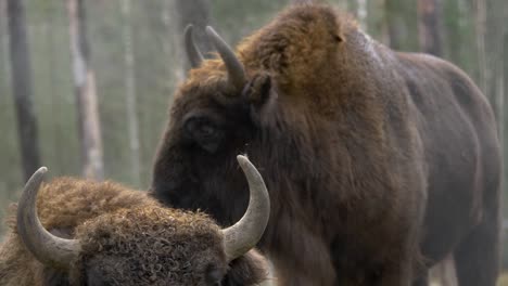 European-Bisons-in-small-herd-with-wet-golden-reddish-brown-coat-fur,-in-a-foggy-cold-forest---Long-medium-shot