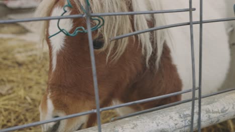 Belgian-Horse-Inside-The-Paddock-In-A-Country-Farm---Closeup-Shot
