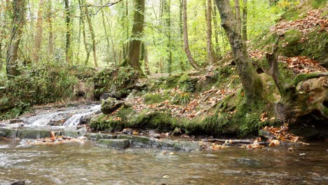 Autumn-season-woodland-flowing-forest-mountain-river-lush-foliage-low-angle