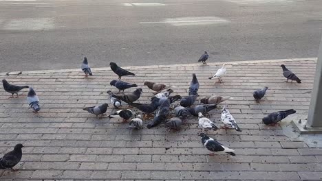 Ein-Schwarm-Tauben-Frisst-Samen-Bürgersteig-In-Der-Nähe-Des-Gold-Souk-Gate-3-Straßen-In-Dubai