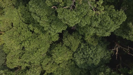Aerial-drone-descending-shot-in-amongst-lush-green-tropical-exotic-rain-forest-jungle-on-a-Island-in-Thailand