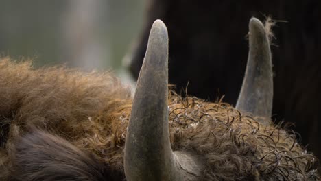 Extreme-close-up-shot-of-a-European-Bison's-Angular-Horns-with-wet-golden-brown-coat-fur