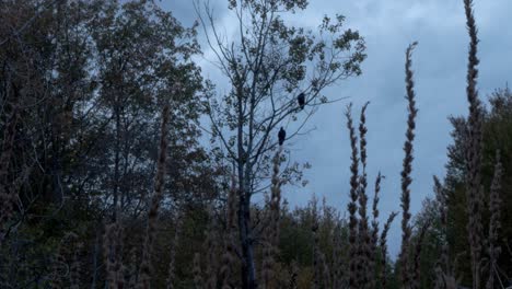 From-a-low-angle,-the-camera-looks-through-tall-grass-to-capture-two-perched-rough-legged-hawks-in-a-tree