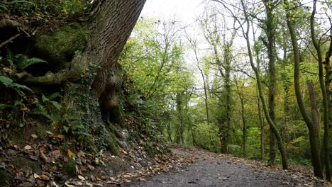 Bunte-Oktobersaison-üppige-Herbstwaldbaumwurzeln-Wachsen-Neben-Dem-Waldweg-Rechts-Dolly