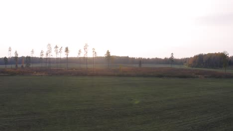 Luftaufnahme-Des-Leider-Gefällten-Waldes-In-Lettland-Mit-Hellem-Hintergrund