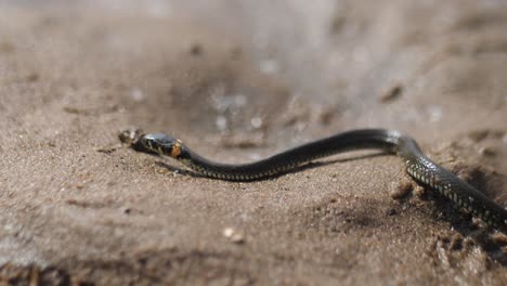 grey-snake-crawls-on-wet-sand,-shows-tongue