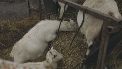 Domestic-Goats-Feeding-On-A-Pile-Of-Hay-In-A-Goat-Farm---high-angle-shot
