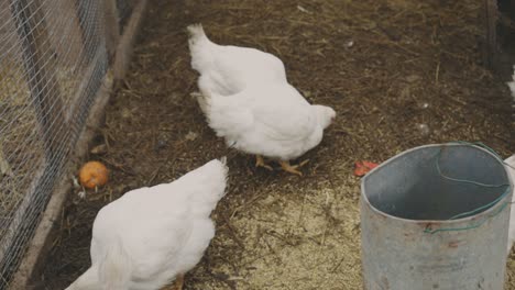 White-chickens-feeding-on-the-ground--slow-motion