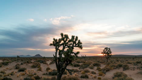 Farbenfroher-Sonnenaufgang-Im-Zeitraffer-über-Der-Mojave-Wüste-Mit-Joshua-Tress-Im-Vordergrund
