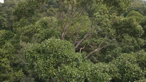 Drone-Aéreo-Ascendiendo-Por-Un-Gran-árbol-Tropical-Tiro-De-Exuberante-Selva-Tropical-Exótica-Selva-Tropical-En-Una-Isla-En-Tailandia