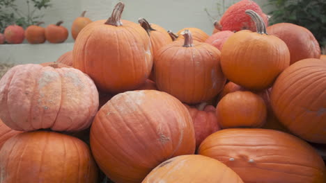 Slow-pan-across-a-pile-of-large-orange-pumpkins-as-hands-pick-up-a-pumpkin