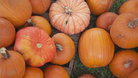 Slow-pan-across-many-orange-pumpkins-at-a-pumpkin-patch