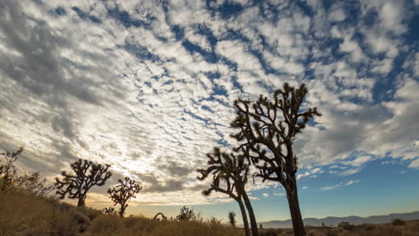 Paisaje-De-Nubes-En-Rápido-Movimiento-Al-Atardecer-Sobre-El-Desierto-De-Mojave-Y-Los-árboles-De-Joshua---Lapso-De-Tiempo