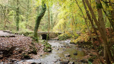 Autumn-season-woodland-flowing-forest-creek-lush-foliage-under-stone-arch-bridge
