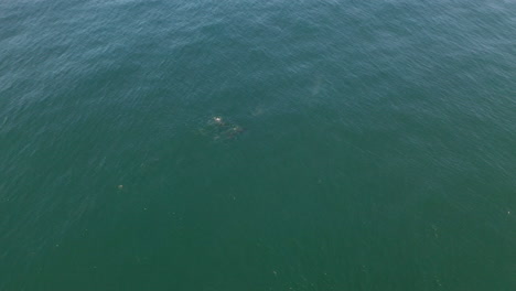 Wide-drone-shot-of-whales-blowing-in-open-ocean
