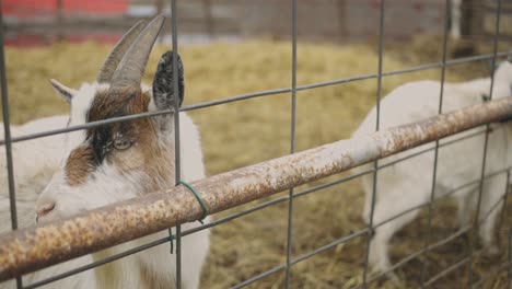 Domestic-Goats-Peeping-Behind-A-Wired-Fence---Closeup-Shot