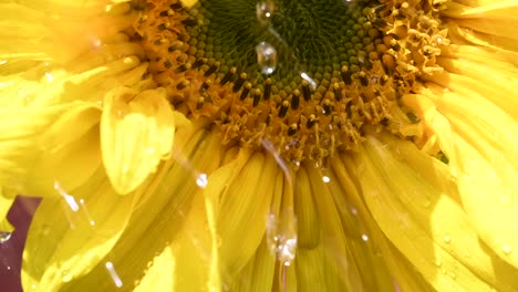 Summer-rain-on-giant-sunflower