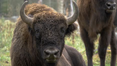 Close-up-shot-of-Big-European-Bison-with-golden-reddish-brown-fur-lying-down-and-resting-amidst-a-small-herd,-in-the-middle-of-a-beautiful-forest