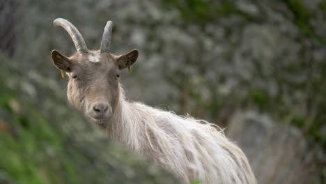 Medium-low-angle-long-shot-of-happy-goofy-Goat-standing-between-a-rocky-surrounding