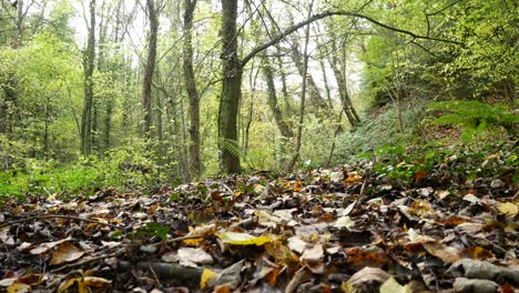 Bunte-Oktobersaison-Goldgelb-Herbst-Wald-Bäume-Und-Blätter-Laub-Szene-Niedrigen-Winkel-Links-Dolly