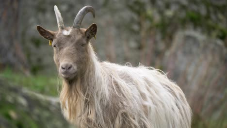 Medium-slow-motion-shot-of-horned-long-haired-stubborn-Goat-suspiciously-looking-around,-between-rocky-surrounding