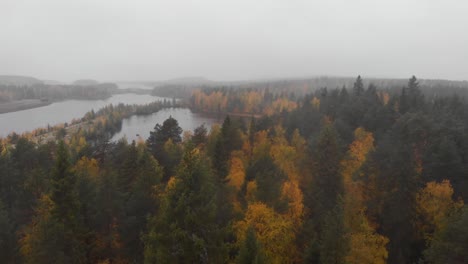 Autumn-coloured-Pine-Forest-near-the-Ume-River,-in-Lycksele---Sweden---Daisy-cutter-fly-forward-aerial-shot