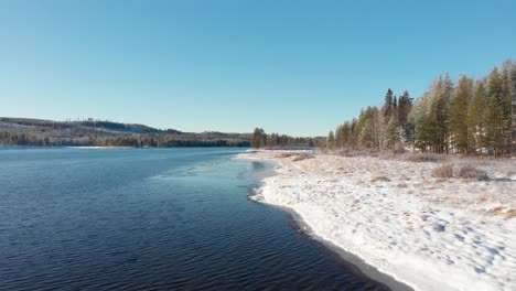 Snowy-river-bank-on-Vindel-River,-bordered-by-Pine-winter-forest-in-Björksele,-Sweden---Low-angle-fly-over-aerial-shot
