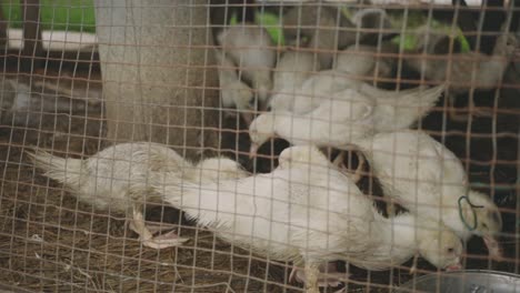 Young-White-Ducks-Feeding-Inside-The-Wired-Poultry-Cage---Closeup-Shot