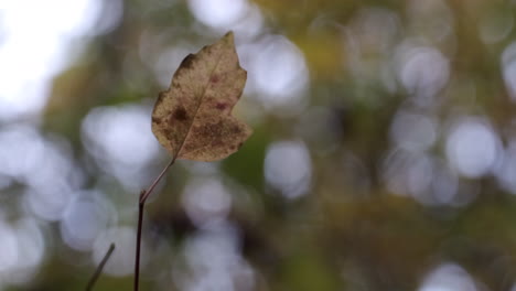 Die-Letzten-Blätter-Klammern-Sich-An-Den-Baum,-Während-Die-Herbstwinde-In-Wäldern-In-Worcestershire,-Großbritannien,-Einzug-Halten