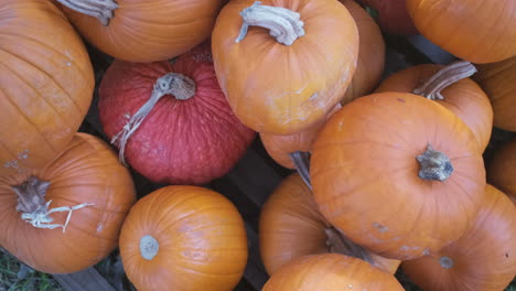 Overhead-shot-of-a-pile-of-pumpkins-at-a-pumpkin-patch-in-slow-motion