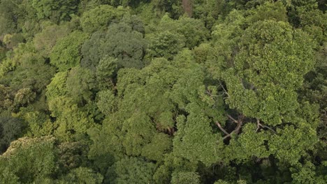 Aerial-drone-dolly-shot-of-lush-green-tropical,-exotic-rain-forest-jungle-in-Thailand