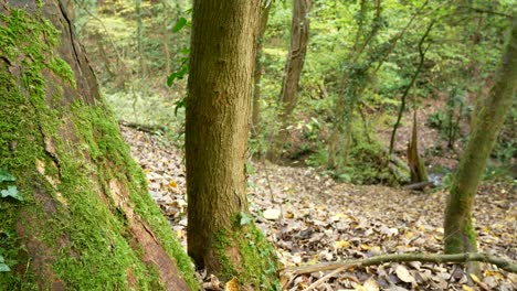 Bunte-Oktobersaison-Goldgelbe-Herbstwaldbäume-Und-Blätter-Laubszene-Links-Dolly-Zu-Moosigem-Baum