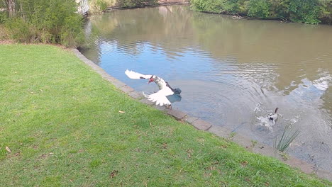 Ducks-at-a-pond-flapping-its-wings-as-it-jumps-out-of-the-water