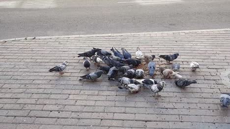 A-flock-of-Pigeons-eats-seeds-sidewalk-near-Gold-Souk-gate-3-streets-in-Dubai,-UAE