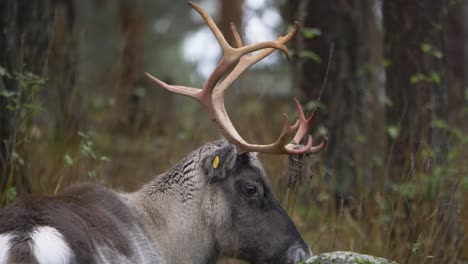 Close-up-long-shot-of-Reindeer-grazing-moss-on-a-rock-in-the-middle-of-wet-European-forest-on-a-cloudy-day