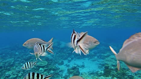 Underwater-close-up-shot-of-several-different-fish-species-swimming-in-crystal-clear-sea-water
