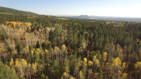Aerial-drone-passes-over-a-pine-forest-broken-up-by-patches-of-yellow-Aspen-leaves-and-trees,-Flagstaff,-Arizona
