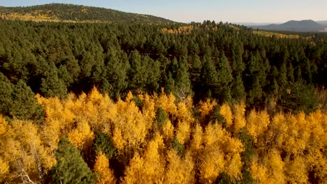Aerial-slow-flight-over-the-golden-fall-foliage-of-an-isolated-aspen-grove-in-the-middle-of-a-pine-forest,-Flagstaff,-Arizona