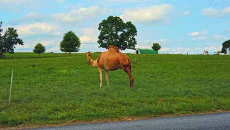 Blick-Auf-Kamele,-Die-An-Einem-Sommertag-Auf-Einer-Amish-Farm-In-Pennsylvania-Grasen