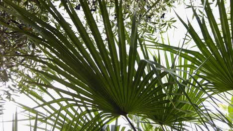 Fan-palm-frond-in-breeze-with-olive-tree-background,-Closeup-Detail