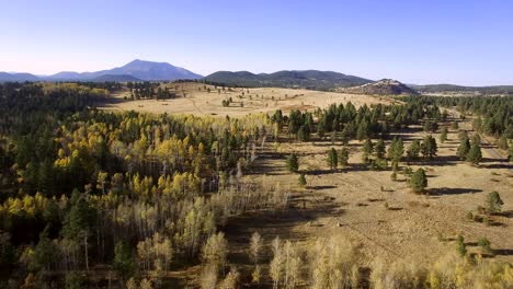 Aerial-drone-barren-aspen-trees-on-the-edge-of-the-pine-forest-of-the-Coconino-National-Forest