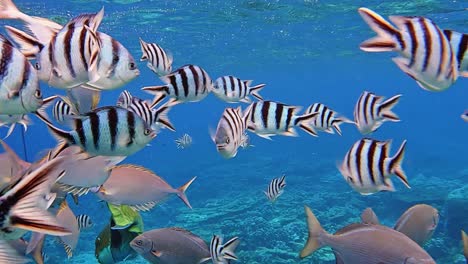 Beautiful-coral-reef-fish-swimming-freely-in-clear-blue-water--underwater-slowmo
