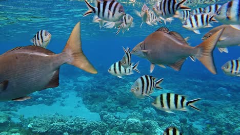 Meeresrifffische,-Die-An-Der-Wasseroberfläche-Des-Meeres-Schwimmen---Unterwasseraufnahme