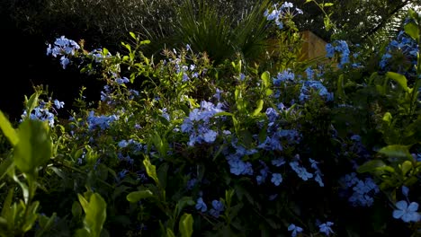 Dolly-In-Richtung-Blühender-Busch-Mit-Blauen-Blumen-Im-Mediterranen-Garten