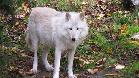 A-Southern-Rocky-Mountain-Gray-Wolf-stands-and-smells-the-air-intensely,-then-licks-her-nose