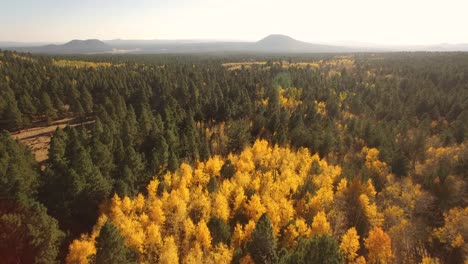 Aerial,-drone-passes-over-a-bright-patch-of-yellow-fall-Aspen-trees-and-leaves,-Flagstaff,-Arizona