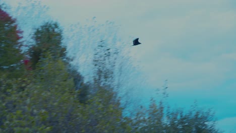 Ein-Rauhbeiniger-Falke-Hebt-Von-Einem-Baum-Zwischen-Herbstlaub-Ab